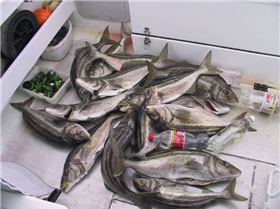 just something to do in tassie