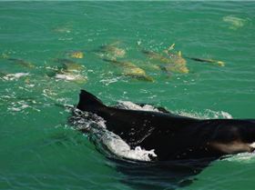 fish following a manta