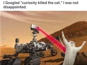 curiosity killed the cat