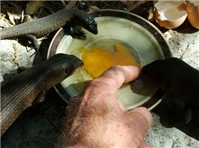 Reptillian Shapeshifters