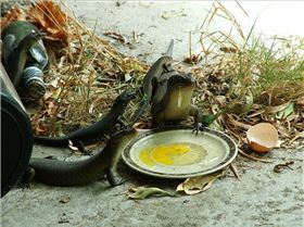 Reptillian Shapeshifters