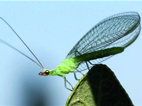 Screen Shot 2019-04-20 at 8.30.26 am