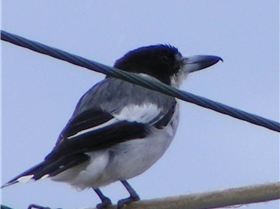 butcher bird