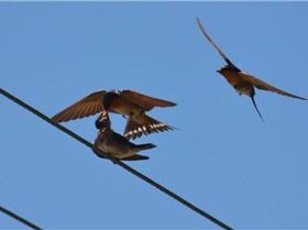 feeding swallows