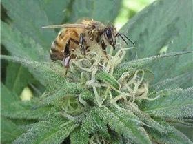 Screen Shot 2019-05-12 at 12.20.15 pm