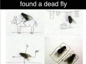 dead fly