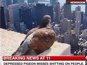 pigeon