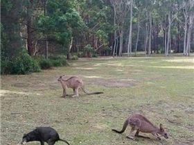 kangaroo