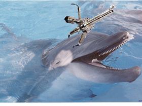 killer dolphin