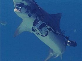 shark and camera