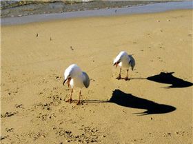 Segulls having an argument?