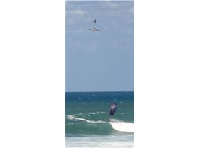 shit that's a big dolphin