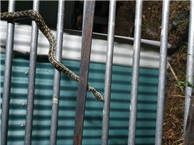 Snake at Nutgrove 02 20201215193541