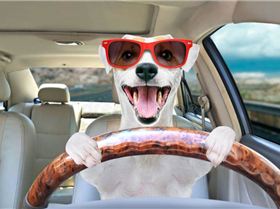 portrait-funny-dog-behind-wheel-car-jack-russell-terrier-sunglasses-151057370