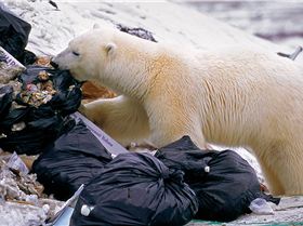 header-polar-bear-plastic