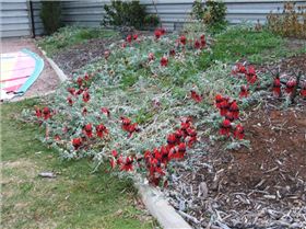 FIRST ATTEMPT AT GROWING STURT PEAS