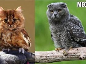 47ofthefunniestaccidentalimagesearchesyoullsee