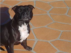 kitebad house and dog