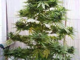 xmas tree