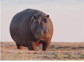 hippo