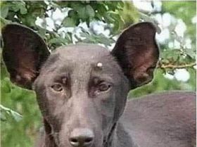 2740732181485643242597885517360789407202991n