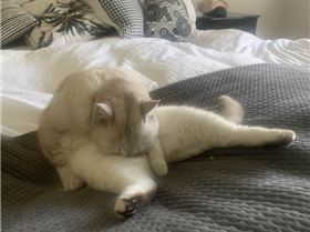 When you're licking your balls and you fall asleep