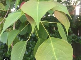 SmartSelect20230122195345Chrome