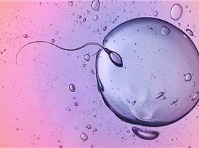 How-Fertilization-Happens-722x406