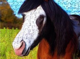 67754439-jigsaw puzzle, featuring a photo of a obnoxious looking, but otherwise kind-hearted shire h