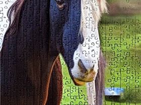 3314756246-jigsaw puzzle, featuring a photo of a obnoxious looking, but otherwise kind-hearted shire