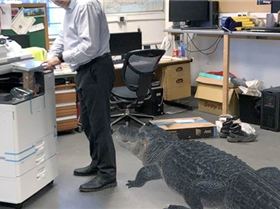 av3mAlligatorinworkshopED--1-3965115559