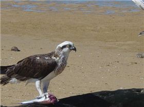 osprey feeding