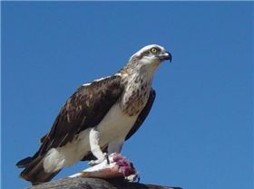 osprey feeding