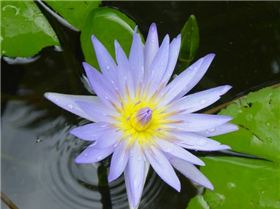 water lily