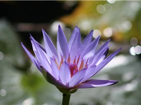 water lily