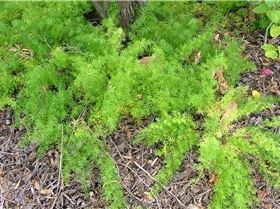 1629162711-asparagusaethiopicussprengeri8