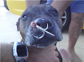 Deezels little mishap