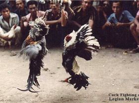 Kiting BBQ entertainment