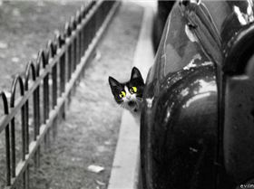 cat out of car 2