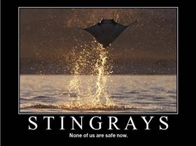 stingrays