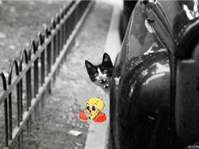 cat out of car1