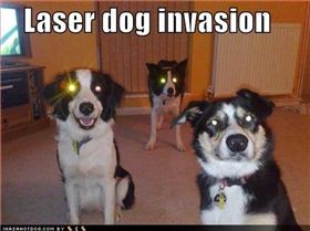 Lazer dogs