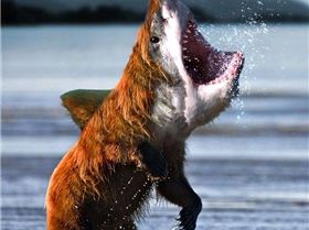 Bearshark