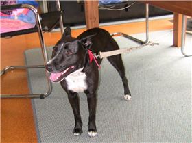 Found female black dog - Fremantle area