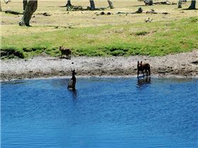 Down at the local roo wash.