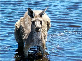 Down at the local roo wash.