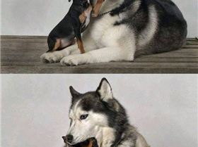 the-dog-dentist       say 'ahhhhh'