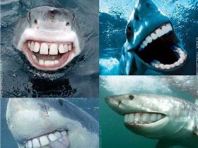 sharkteeth-550x452