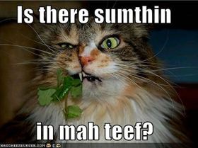 funny-pictures-something-in-cats-teeth