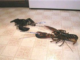 wtf pics-lobster-knife-figh